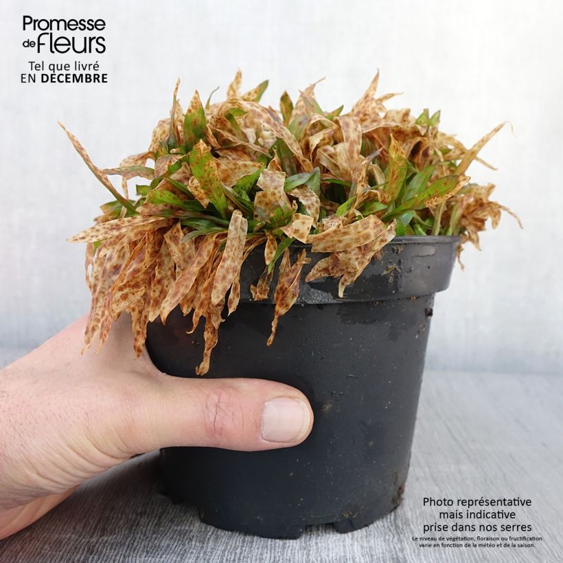 Esemplare di Lychnis flos-cuculi Jenny - Crotonella Fior di cuculo Vaso da 2L/3L come consegnato in autunno