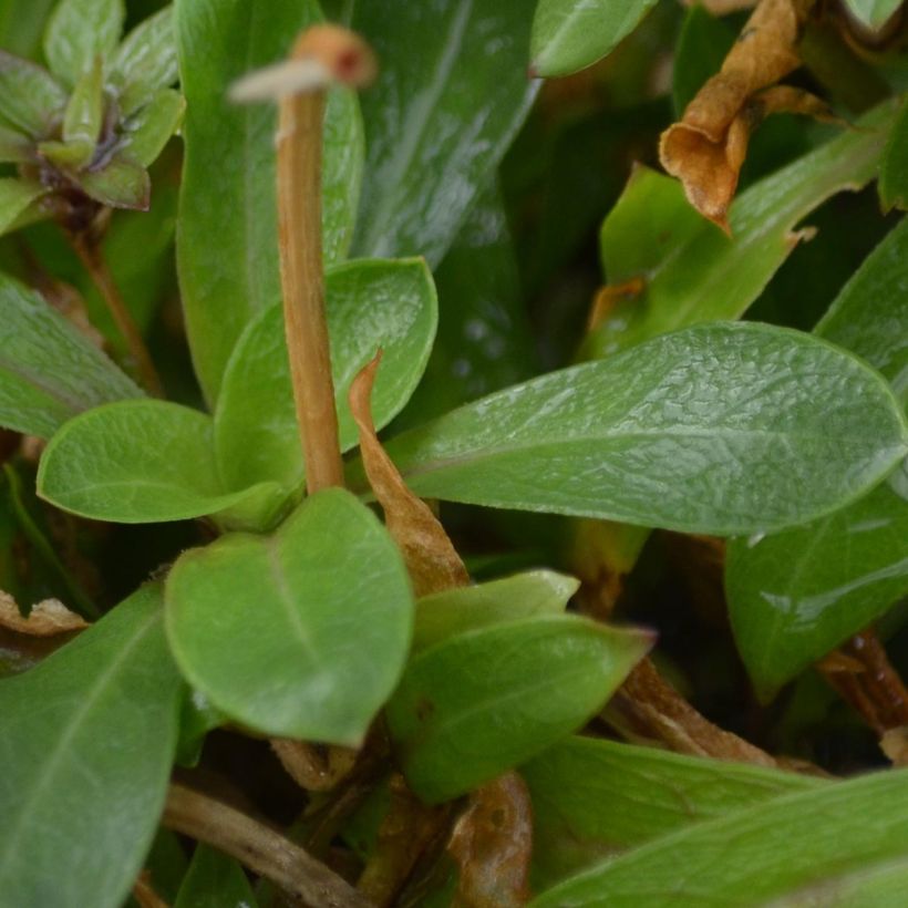 Lychnis flos-cuculi - Crotonella Fior di cuculo (Fogliame)