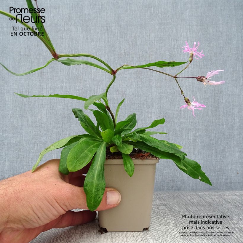 Esemplare di Lychnis flos-cuculi - Crotonella Fior di cuculo Vasetto da 8/9 cm come consegnato in autunno