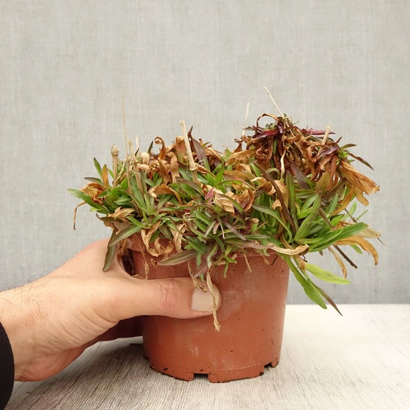 Esemplare di Lychnis flos-cuculi Petit Henri - Crotonella Fior di cuculo Vaso da 1,5L/2L come consegnato in autunno