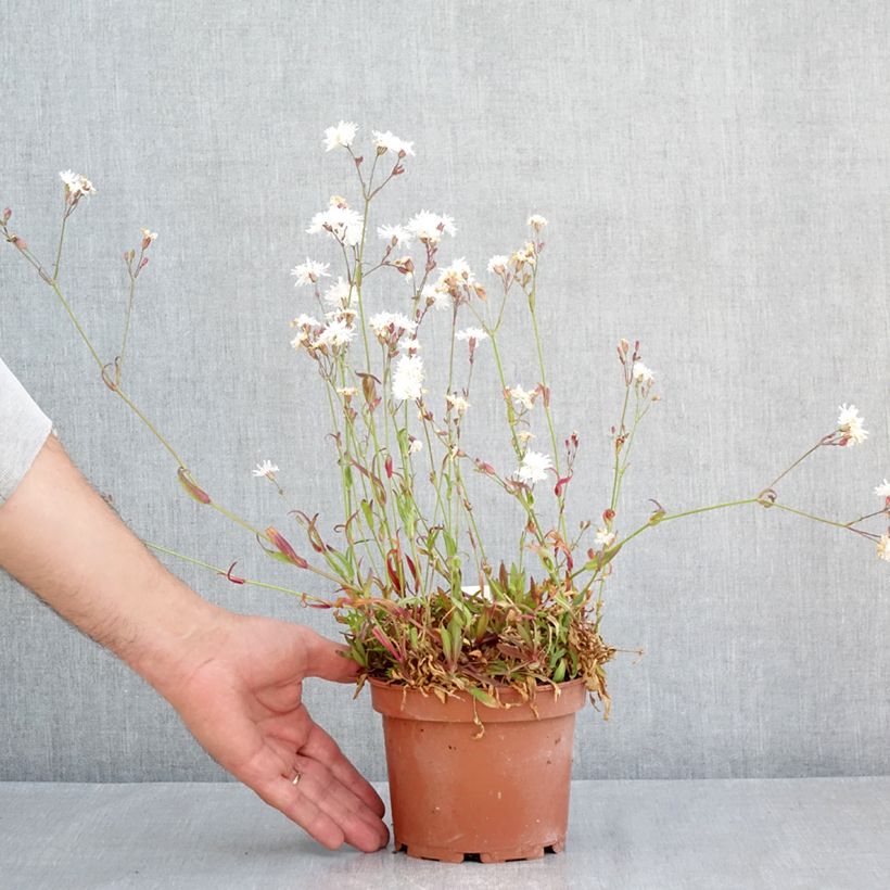 Lychnis flos-cuculi Petit Henri - Crotonella Fior di cuculo Vaso da 1,5L/2L esemplare consegnato in primavera