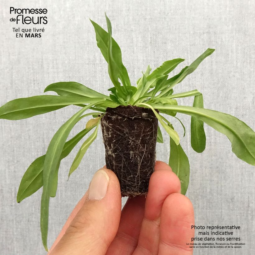 Lychnis flos-cuculi Petite Jenny - Crotonella Fior di cuculo mini zolla... esemplare consegnato in primavera