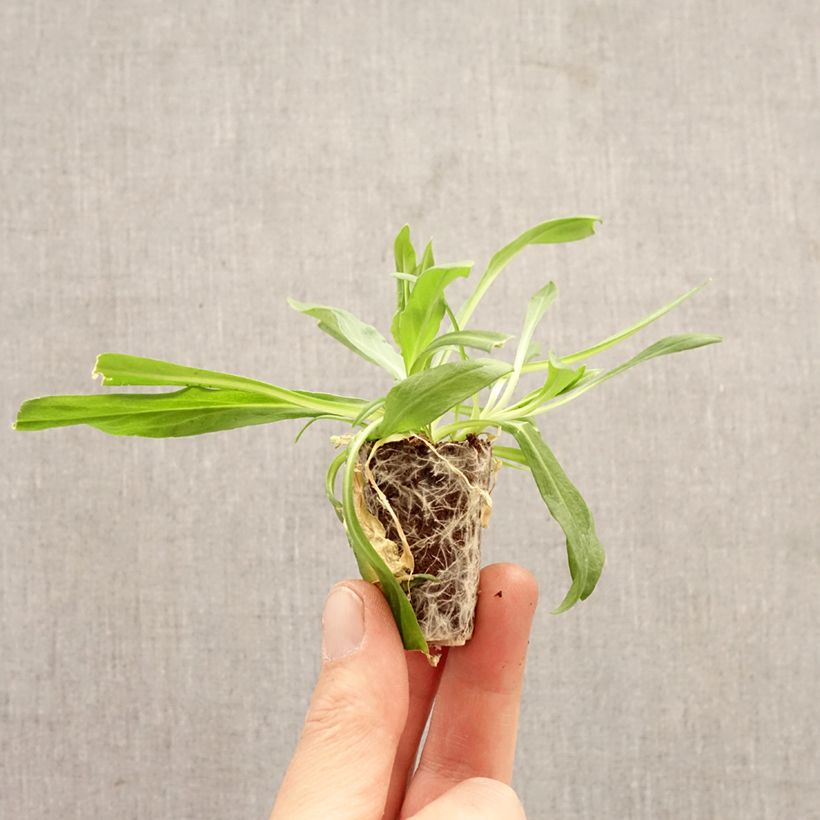 Lychnis flos-cuculi Petite Jenny - Crotonella Fior di cuculo mini zolla... esemplare consegnato in primavera