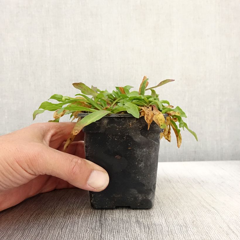 Esemplare di Lychnis flos-cuculi White Robin - Crotonella Fior di cuculo Vasetto da 7/8 cm come consegnato in autunno