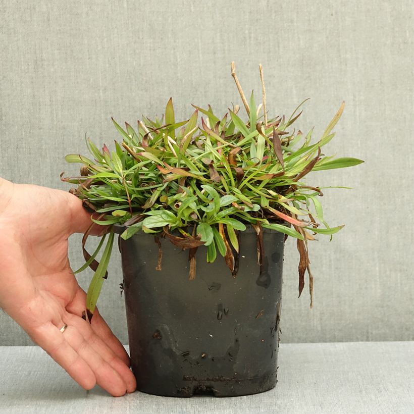 Esemplare di Lychnis viscaria Plena - Crotonella Vaso da 2L/3L come consegnato in autunno