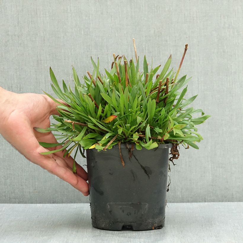Esemplare di Lychnis viscaria Plena - Crotonella Vaso da 2L/3L consegnato in estate