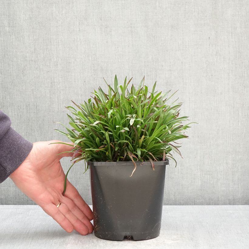 Lychnis viscaria Plena - Crotonella Vaso da 2L/3L esemplare consegnato in primavera