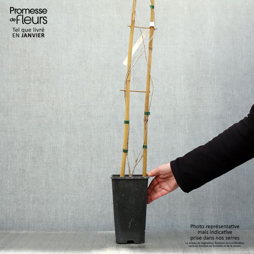 Lycium chinense - Goji Vaso da 2L/3L esemplare consegnato in inverno