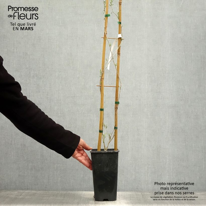 Lycium chinense - Goji Vaso da 2L/3L esemplare consegnato in primavera