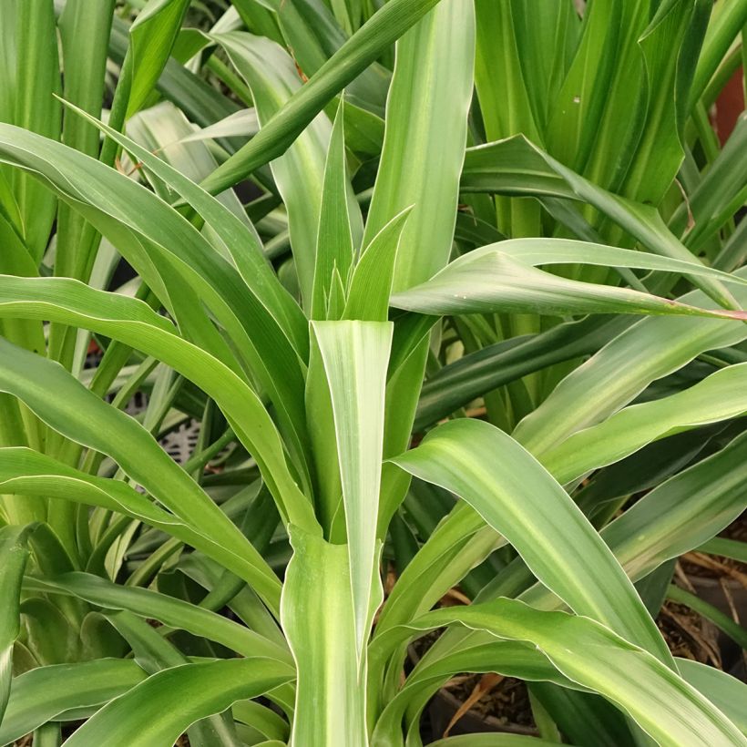 Beschorneria albiflora (Fogliame)
