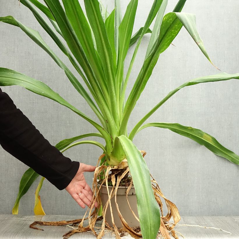 Esemplare di Beschorneria albiflora Vaso da 3L/4L come consegnato in autunno