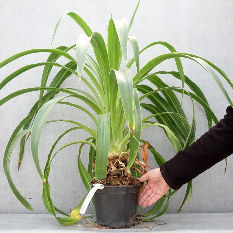 Beschorneria albiflora Vaso da 3L/4L esemplare consegnato in inverno