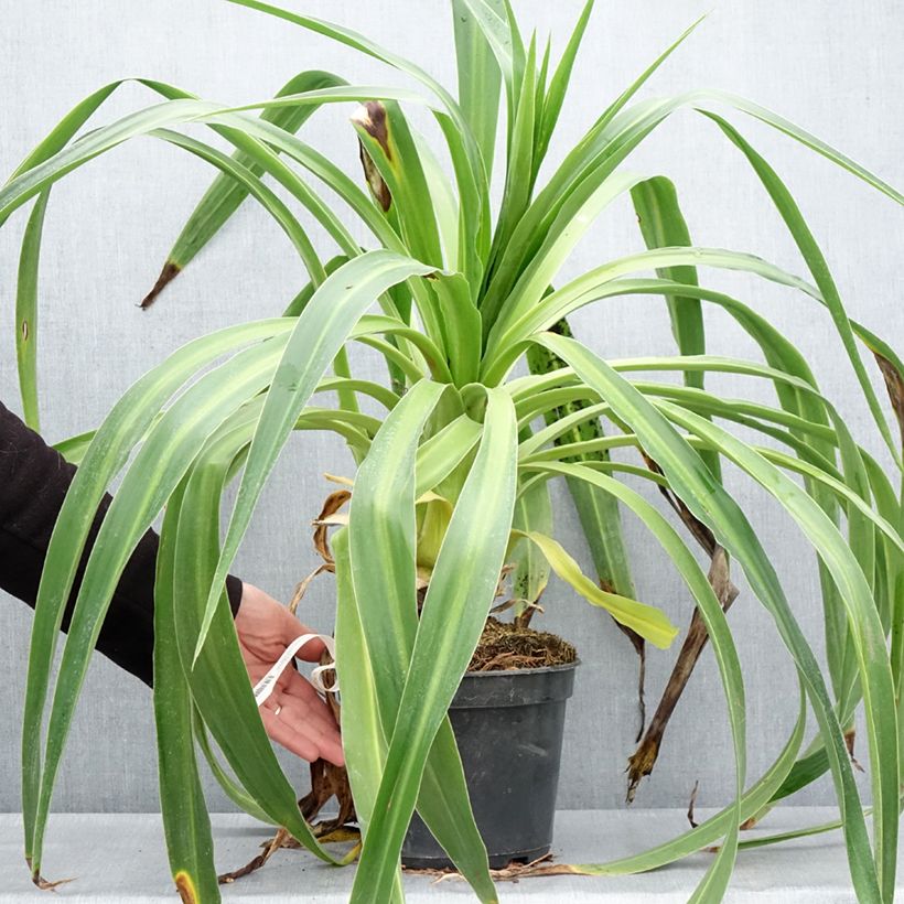 Beschorneria albiflora Vaso da 3L/4L esemplare consegnato in primavera