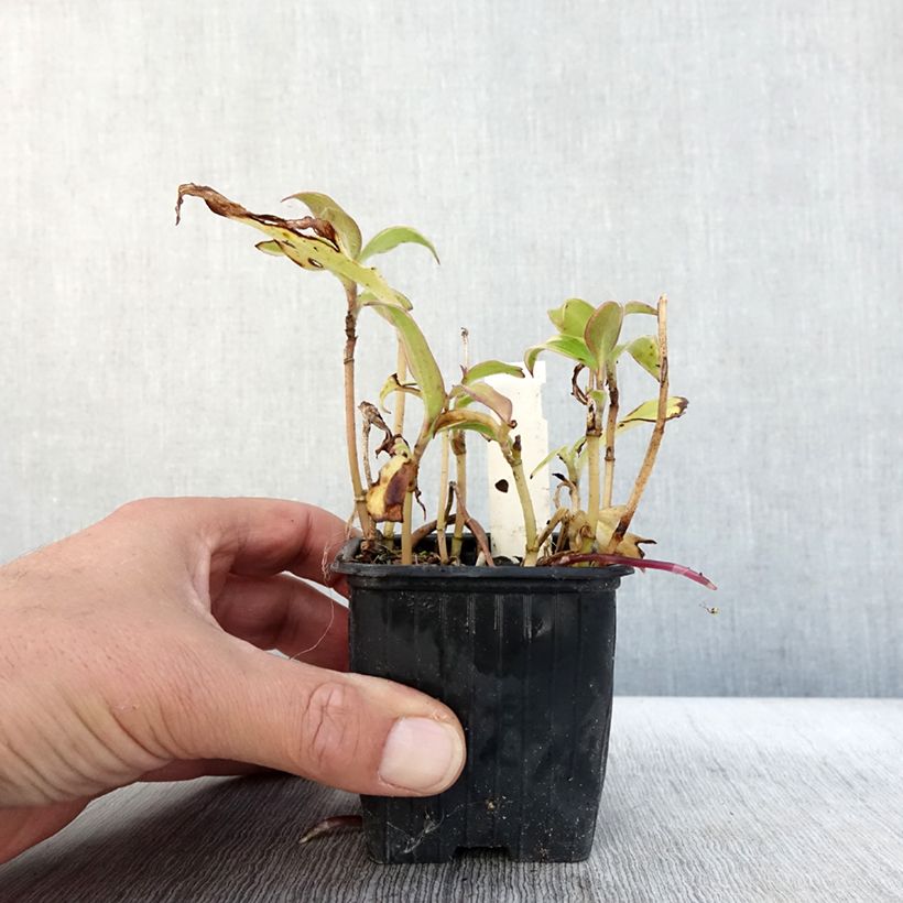 Esemplare di Tricyrtis formosana Autumn Glow Vasetto da 8/9 cm come consegnato in autunno