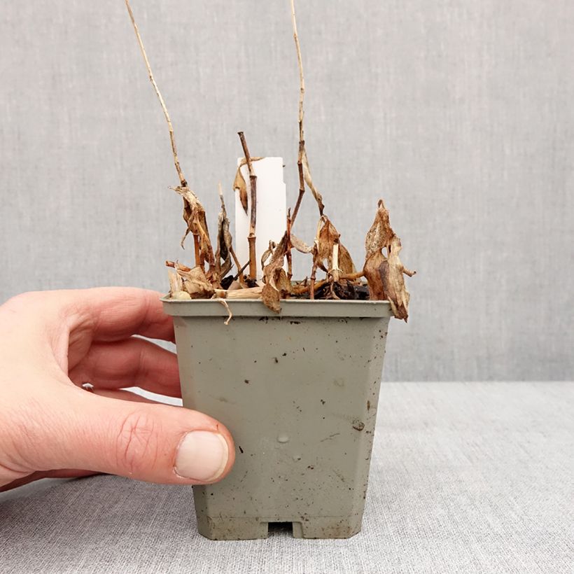 Tricyrtis formosana Autumn Glow Vasetto da 8/9 cm esemplare consegnato in inverno