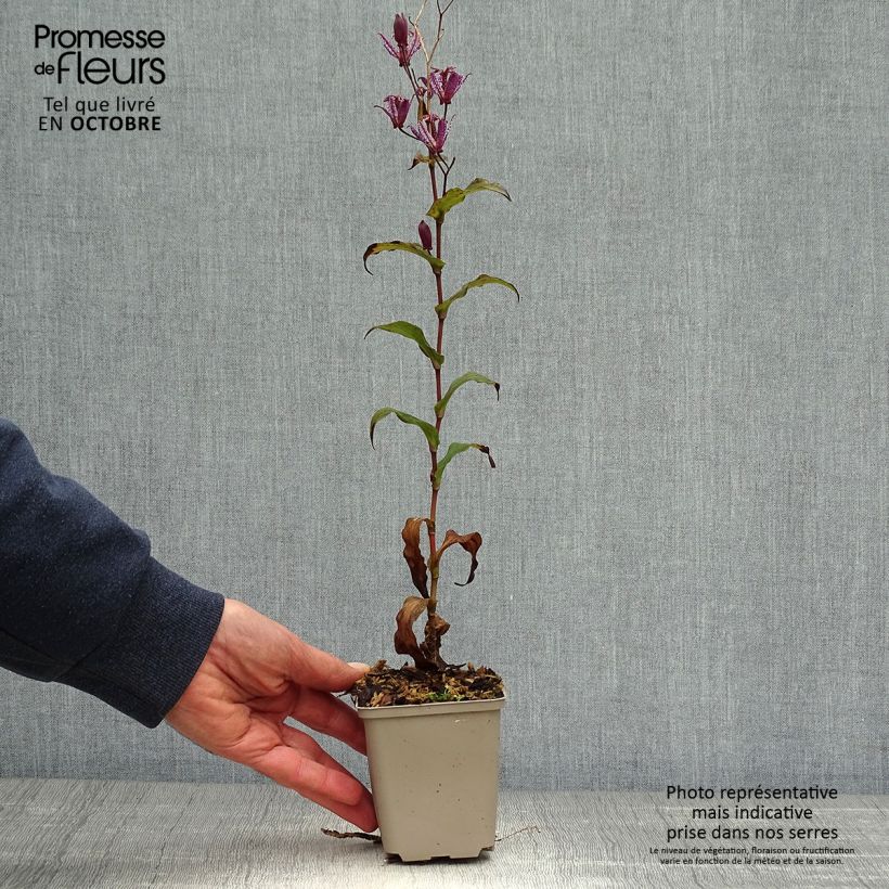 Esemplare di Tricyrtis formosana Dark Beauty Vasetto da 8/9 cm come consegnato in autunno