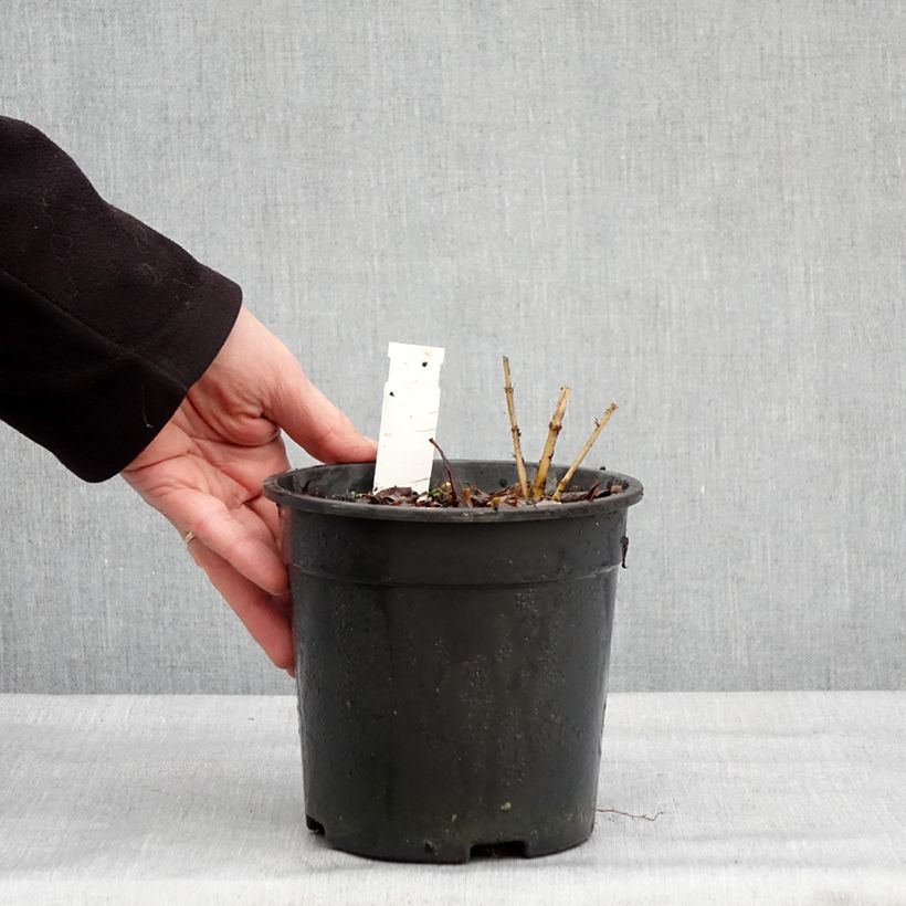 Tricyrtis formosana Dark Beauty Vaso da 2L/3L esemplare consegnato in inverno