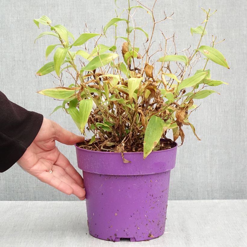 Esemplare di Tricyrtis formosana Pink Freckles Vaso da 2L/3L come consegnato in autunno