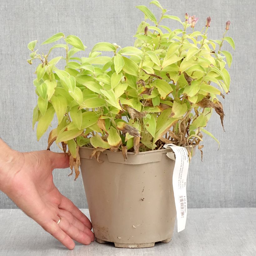 Esemplare di Tricyrtis formosana Pink Freckles Vaso da 2L/3L consegnato in estate