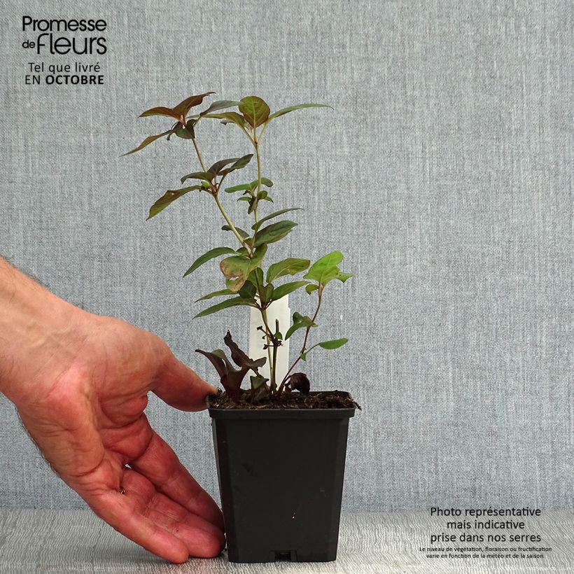 Esemplare di Lysimachia ciliata Fire Cracker Vasetto da 8/9 cm come consegnato in autunno
