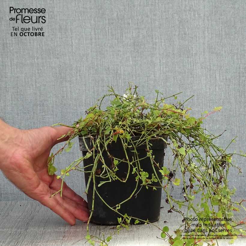Esemplare di Lysimachia nummularia Aurea - Mazza d'oro minore Vaso da 2L/3L come consegnato in autunno