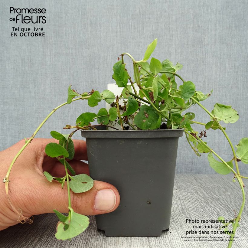 Esemplare di Lysimachia nummularia - Mazza d'oro minore Vasetto da 8/9 cm come consegnato in autunno