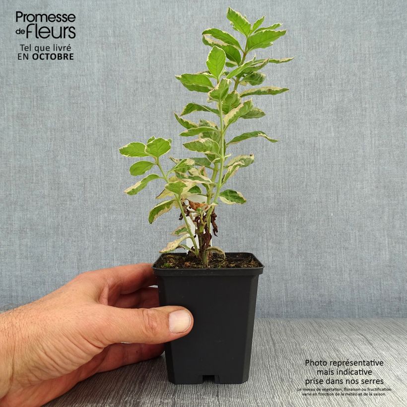 Esemplare di Lysimachia punctata Alexander - Mazza d'oro punteggiata Vasetto da 8/9 cm come consegnato in autunno