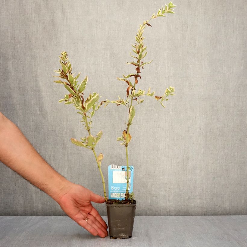 Esemplare di Lysimachia punctata Variegata - Mazza d'oro punteggiata Vasetto da 8/9 cm come consegnato in autunno