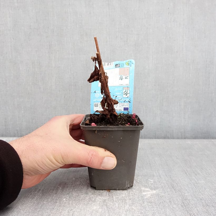 Lysimachia punctata Variegata - Mazza d'oro punteggiata Vasetto da 8/9 cm esemplare consegnato in inverno