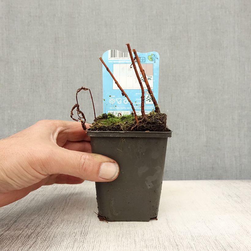 Esemplare di Lysimachia thyrsiflora Vasetto da 8/9 cm come consegnato in autunno