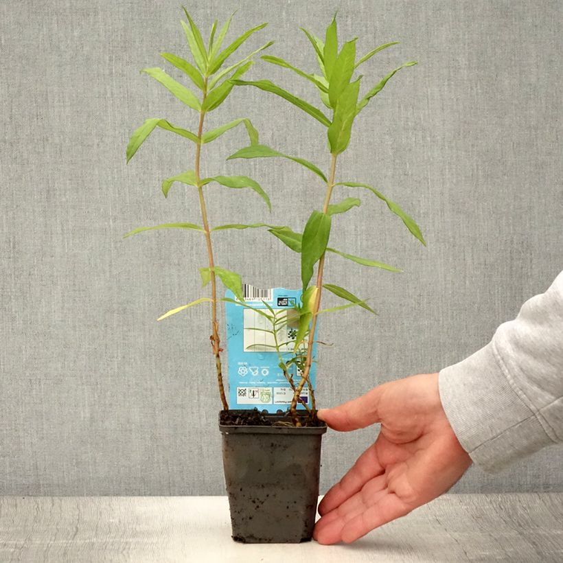 Esemplare di Lysimachia thyrsiflora Vasetto da 8/9 cm consegnato in estate