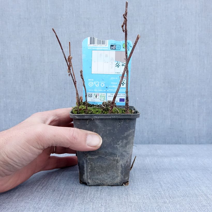 Lysimachia thyrsiflora Vasetto da 8/9 cm esemplare consegnato in inverno