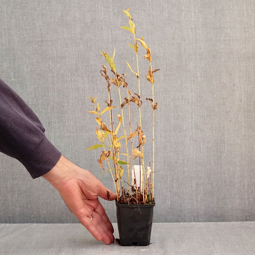Esemplare di Lysimachia vulgaris - Mazza d'oro comune Vasetto da 8/9 cm come consegnato in autunno