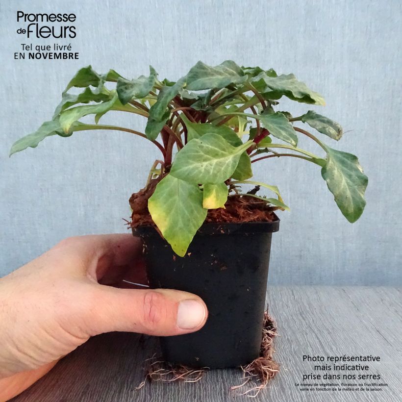 Esemplare di Lysimachia atropurpurea Beaujolais Vasetto da 8/9 cm come consegnato in autunno