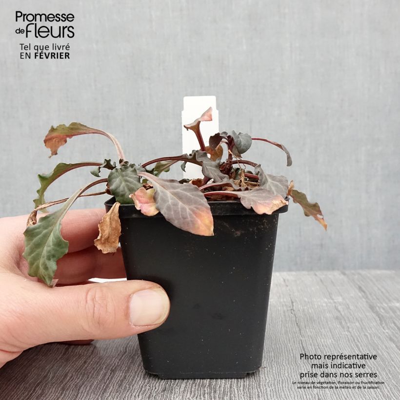 Lysimachia atropurpurea Beaujolais Vasetto da 8/9 cm esemplare consegnato in inverno