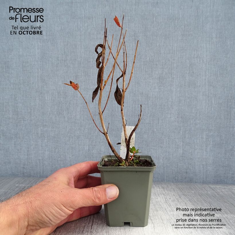 Esemplare di Lythrum salicaria Blush - Salcerella comune Vasetto da 8/9 cm come consegnato in autunno
