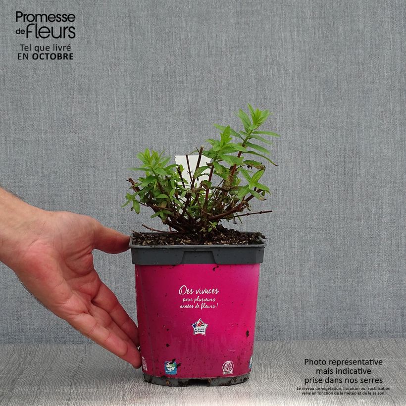 Esemplare di Lythrum salicaria Robert - Salcerella comune Vaso da 2L/3L come consegnato in autunno