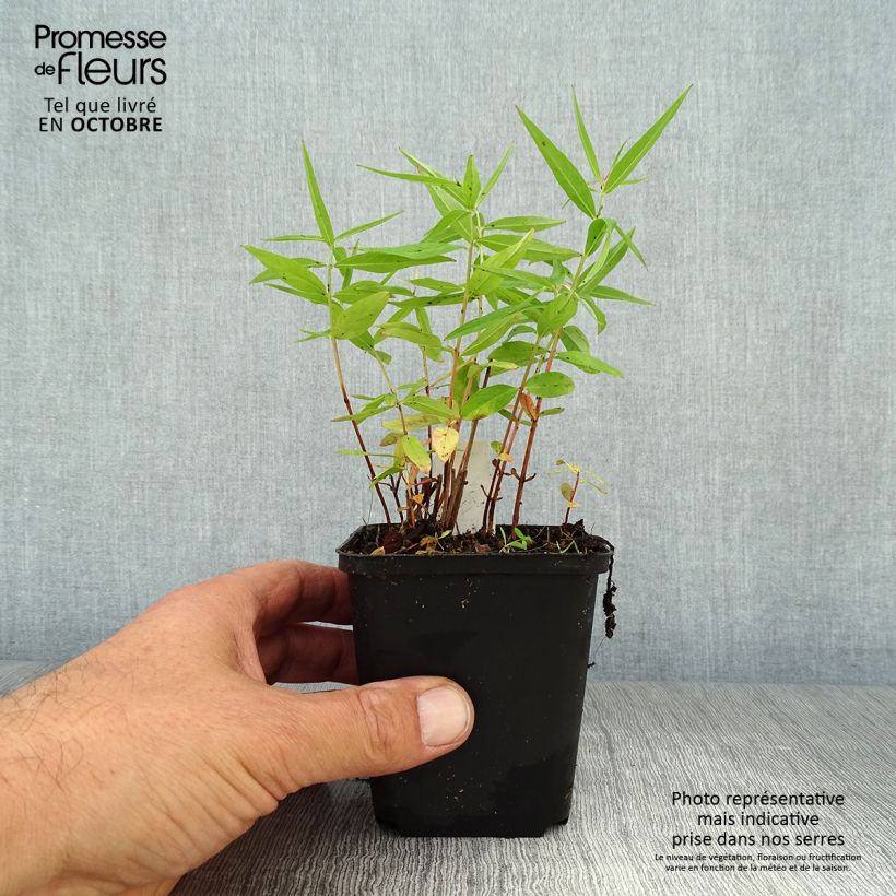 Esemplare di Lythrum salicaria Swirl - Salcerella comune Vasetto da 8/9 cm come consegnato in autunno