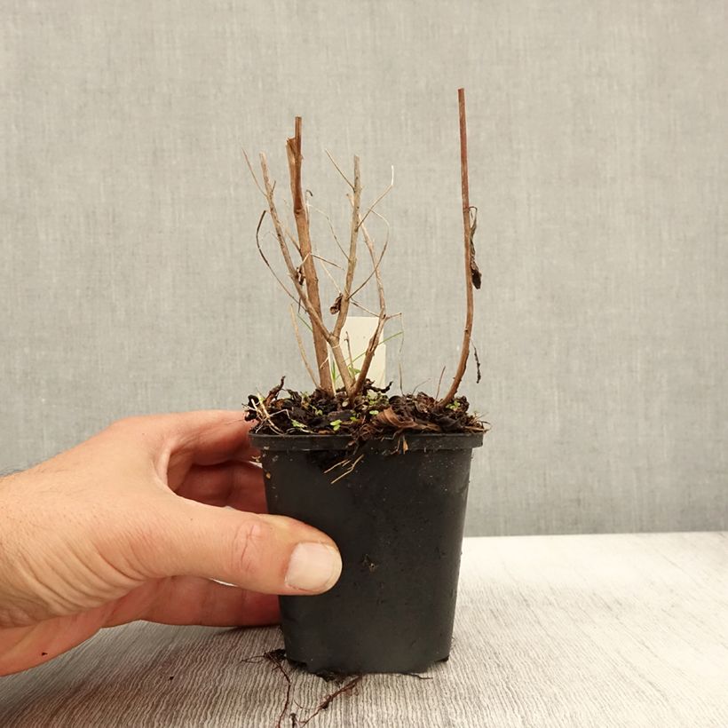 Esemplare di Lythrum virgatum Dropmore Purple Vasetto da 8/9 cm come consegnato in autunno