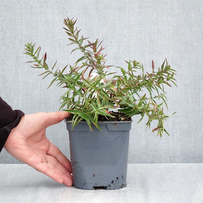Esemplare di Lythrum virgatum Dropmore Purple Vaso da 2L/3L come consegnato in autunno