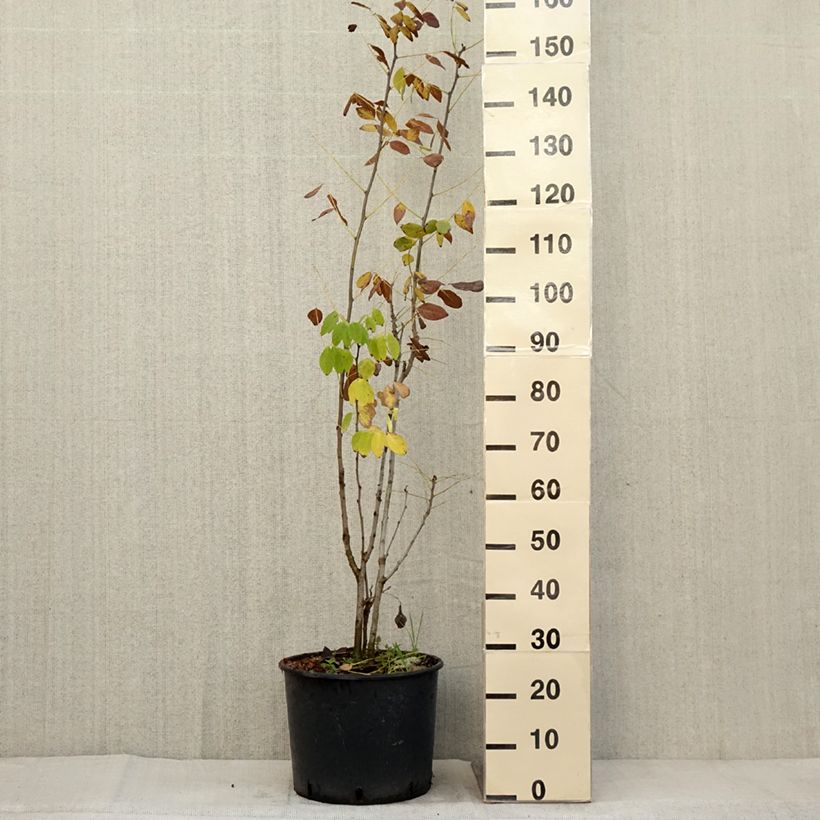 Esemplare di Maackia amurensis Vaso da 18L/20L come consegnato in autunno