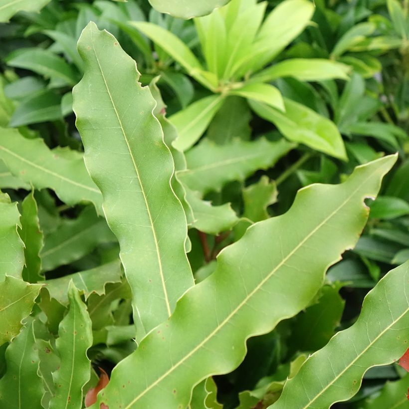Macadamia Beaumont (Fogliame)