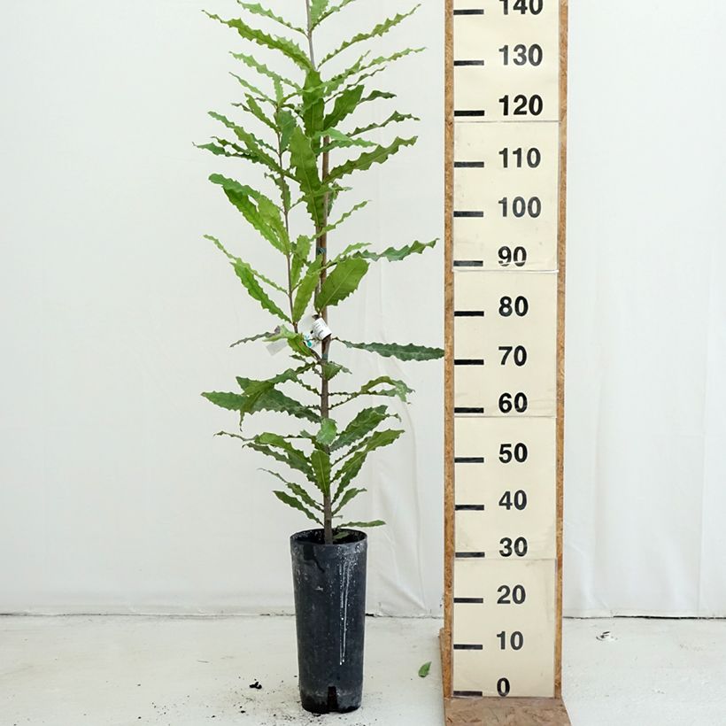 MACADAMIA NOCE ALBERO TROPICALE VASO CONICO 16 - 18 - Balestrate (Palermo - Foto 11