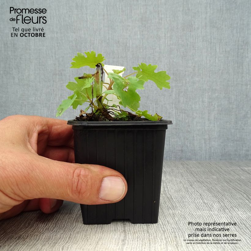 Esemplare di Macleaya cordata Vasetto da 8/9 cm come consegnato in autunno