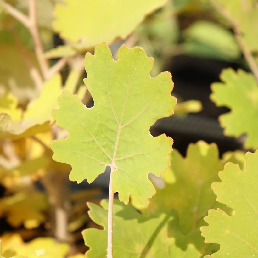 Macleaya microcarpa Kelway's Coral Plume (Fogliame)