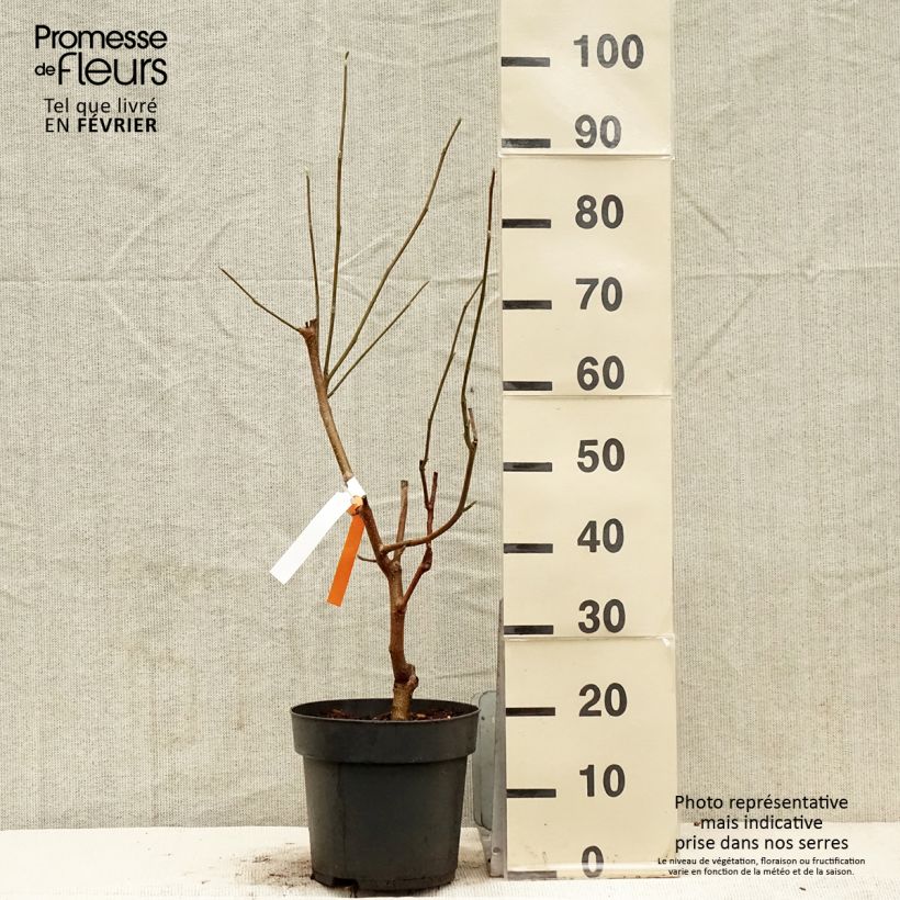 Magnolia acuminata Blue Baby Vaso da 6L/7L esemplare consegnato in inverno