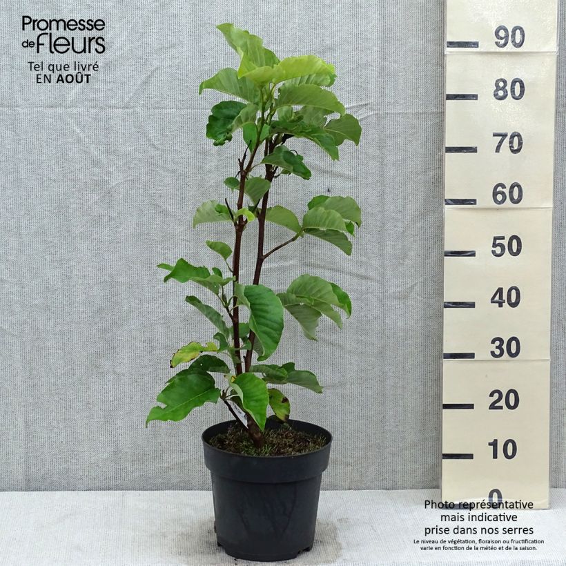 Esemplare di Magnolia acuminata Blue Opal Vaso da 7,5L/10L consegnato in estate