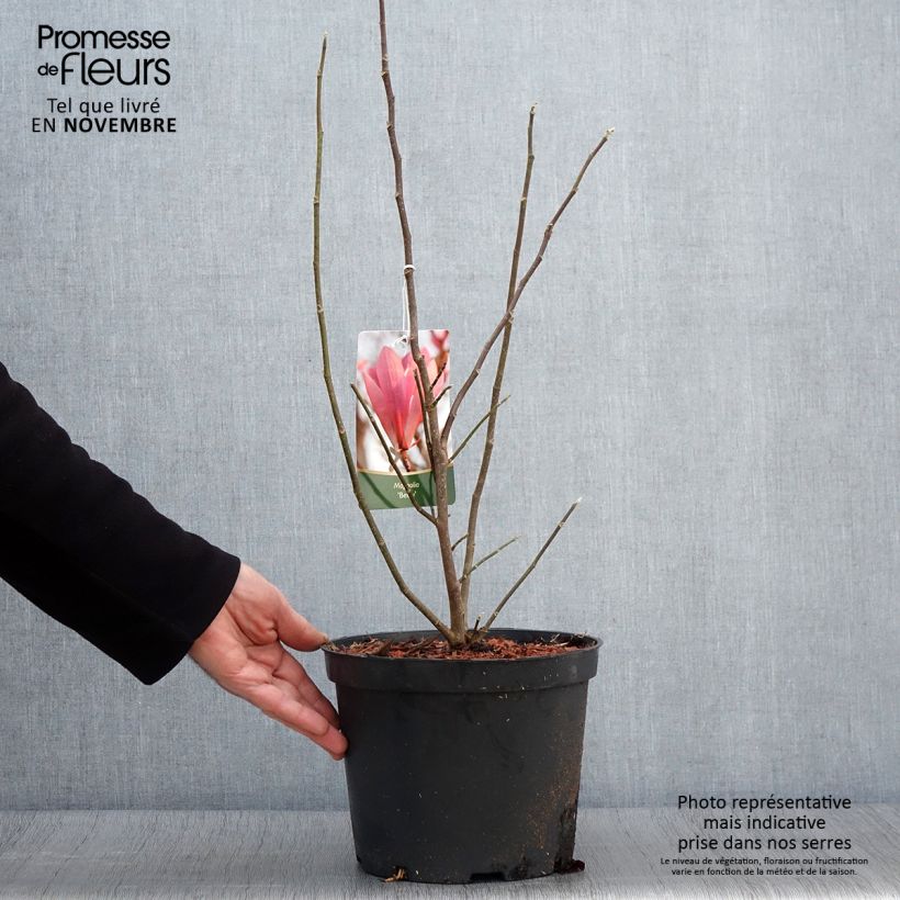 Esemplare di Magnolia Betty Vaso da 4L/5L come consegnato in autunno