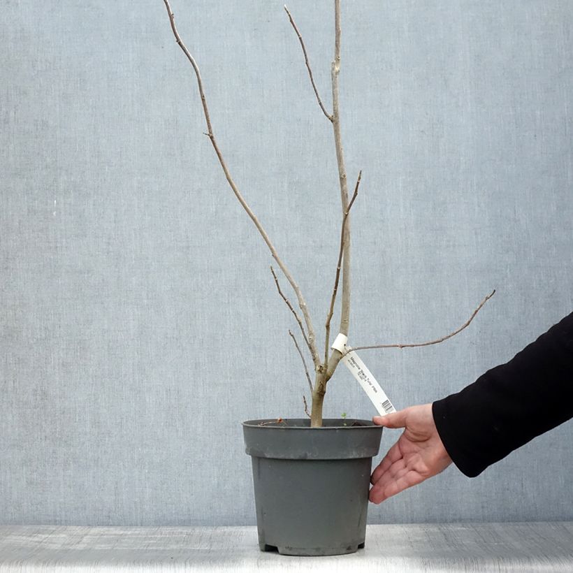 Esemplare di Magnolia Black Tulip Vaso da 4L/5L come consegnato in autunno