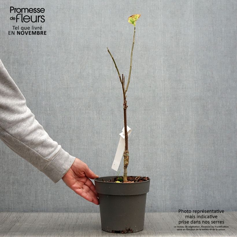 Esemplare di Magnolia Yellow Bird Vaso da 3L/4L come consegnato in autunno